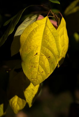 Sassafras albidum - sasafras lékařský - list podzim